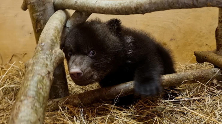 Биологи тверского центра спасения медвежат рассказали, как растут подопечные - новости ТИА