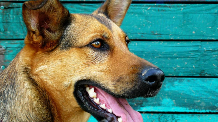 В Удомле суд взыскал компенсацию с администрации за укус бездомной собаки   - новости ТИА