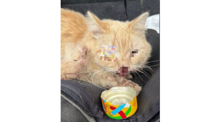В Твери зооволонтёры спасают сбитого машиной кота с переломом обеих челюстей - новости ТИА