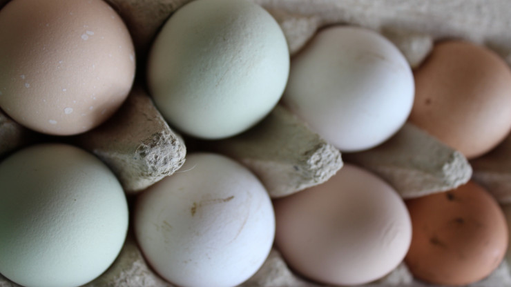 ФАС предостерегла производителей яиц от повышения цен перед Пасхой - новости ТИА