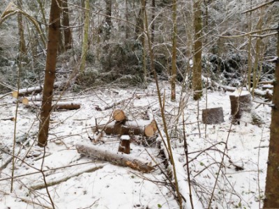 В Тверской области обнаружили незаконную вырубку леса - новости ТИА