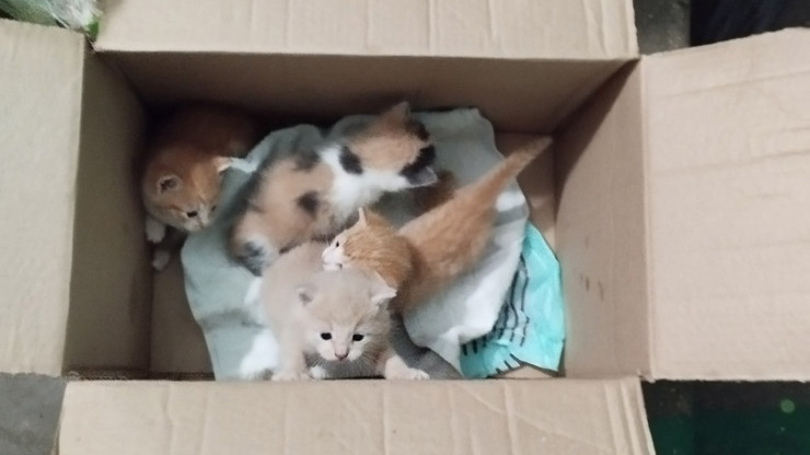 В Твери на помойку снова выкинули коробку с маленькими котятами - новости ТИА