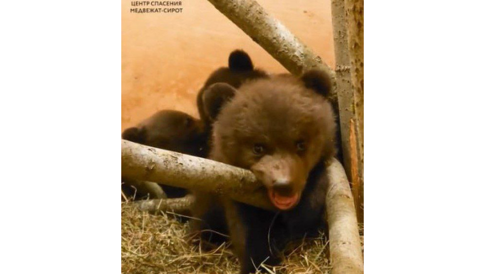 скрин с видео Центра спасения медвежат-сирот