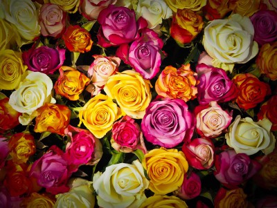 На 8 Марта цветов в Твери хватит, а дальше бизнес в большой сфере риска  - новости ТИА