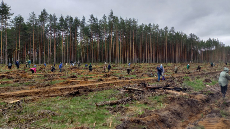 В Тверской области в рамках акции "Сад памяти" высадили более 2,3 млн деревьев - новости ТИА
