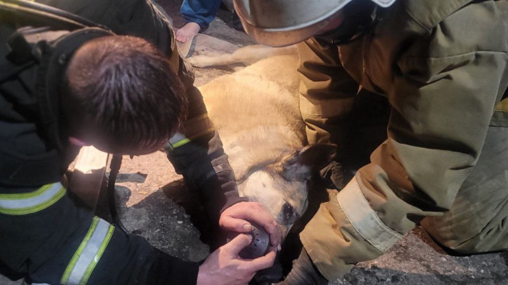 В Тверской области пожарные спасли двух женщин и собаку - новости ТИА